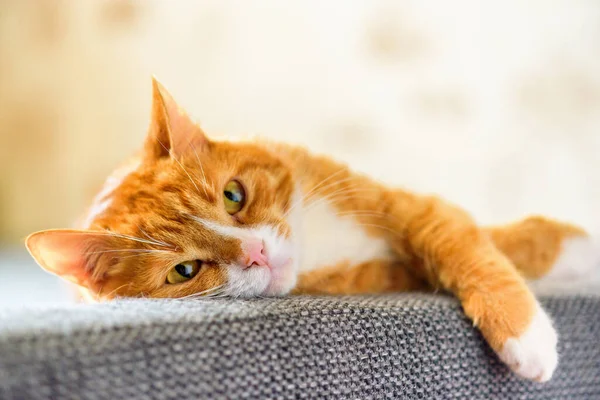 Kanepede yatan evcil kırmızı kedi portresi.