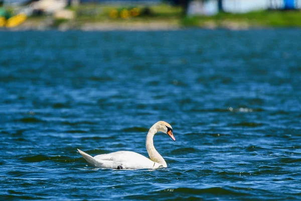 Cisne Solitario Nadando Lago — Foto de Stock