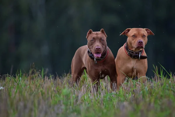 Deux Terriers Pit Bull Colère Dans Des Colliers Cuir Tiennent — Photo