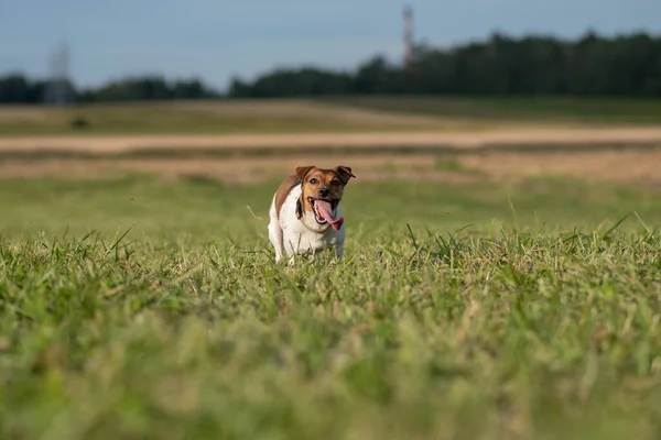 Jack Russell Terrier Corre Rápido Través Del Campo Con Lengua — Foto de Stock