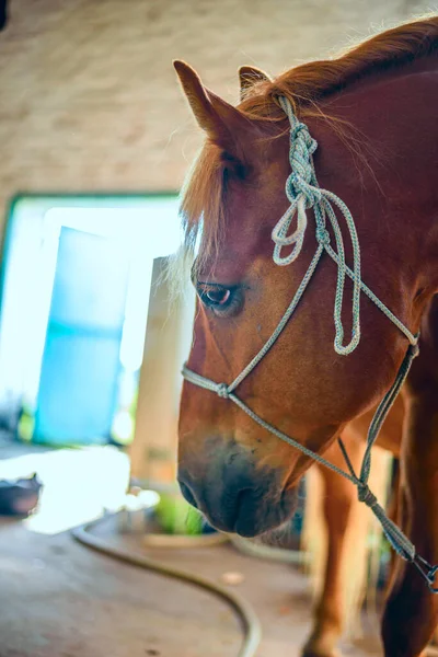 Retrato Cavalo Estábulo Perto — Fotografia de Stock