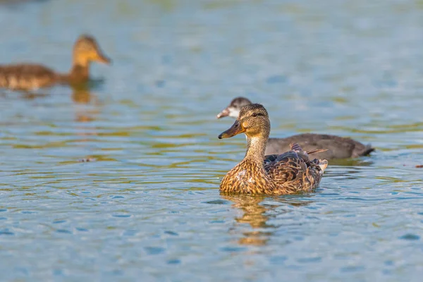 Par Patos Nadan Estanque Verano — Foto de Stock