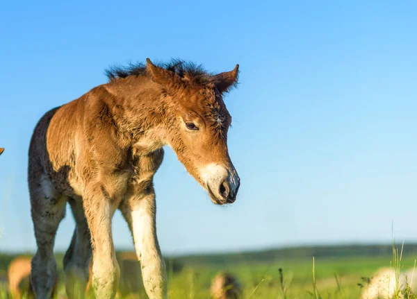 Jeunes Poulains Frénétiques Sur Terrain — Photo