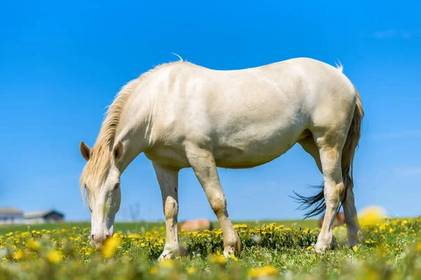 Horses Graze Meadow Dandelions — Stock Photo, Image