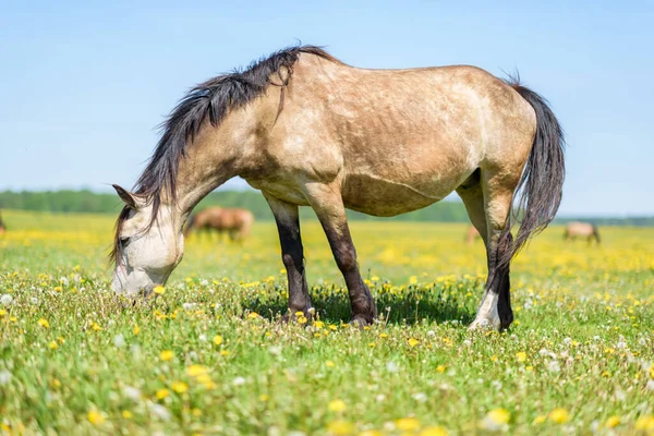 Samotny Koń Wypasa Się Polu Dmuchawców Niebie — Zdjęcie stockowe