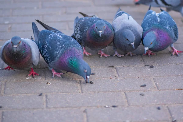 Tauben Der Stadt Auf Dem Platz Nahaufnahme Fotografiert — Stockfoto