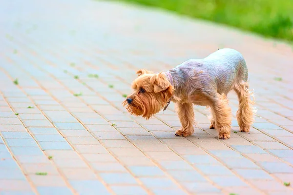 Terrier Bege Bonito Andando Rua — Fotografia de Stock