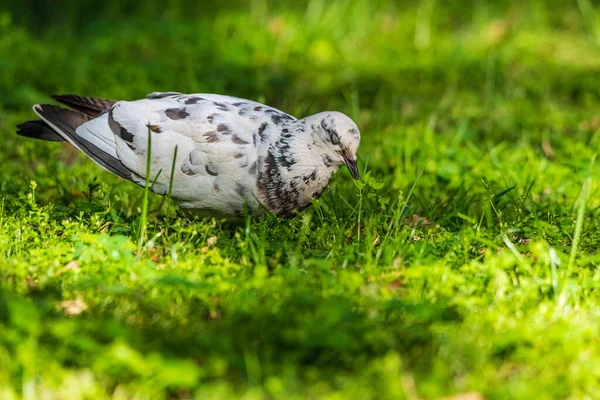 Porträtt Vit Grå Duva Som Går Genom Gräset Parken — Stockfoto