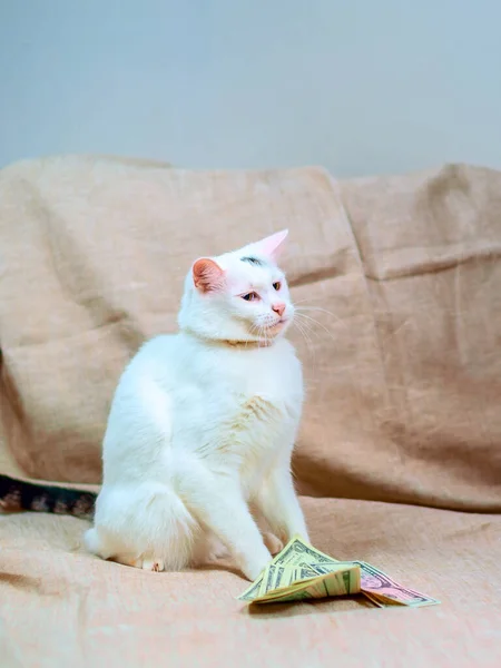 White Cat Dollar Bills — Stock Photo, Image