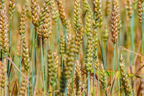 Wheat Field Texture Background — Stock Photo, Image