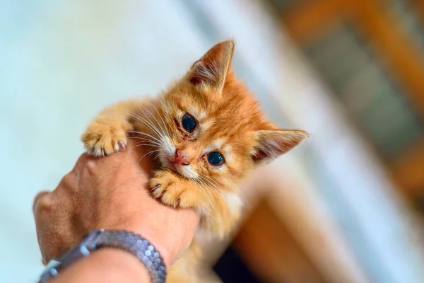 Gatinho Vermelho Mão — Fotografia de Stock