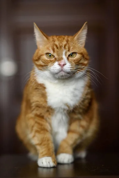 Pensive Hämmästyttävä Punainen Kissa Lähikuva — kuvapankkivalokuva