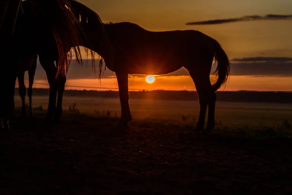 Horses Field Graze Dawn — Stock Photo, Image