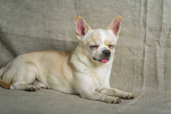 Portré Egy Chihuahua Egy Szürke Háttér — Stock Fotó