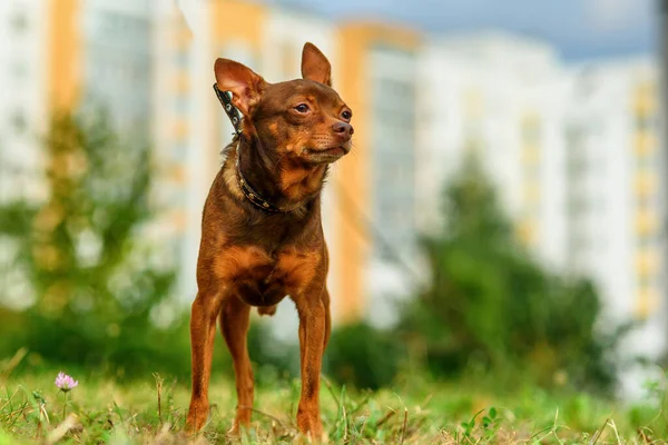 Toy Terrier Camina Con Una Correa Aire Libre —  Fotos de Stock