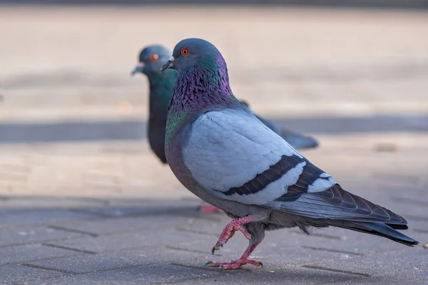 Pigeons City Square Close Photographed — Stock Photo, Image