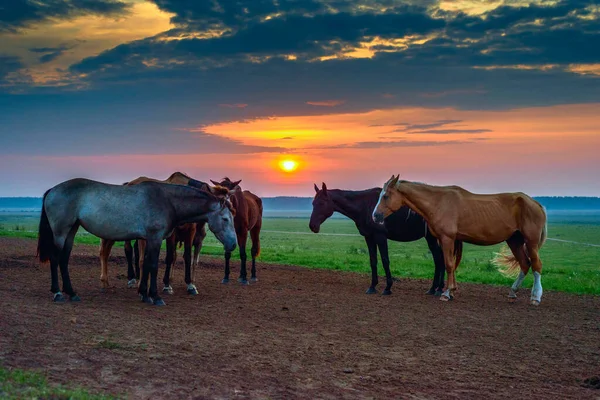 Cavalos Pastam Amanhecer — Fotografia de Stock