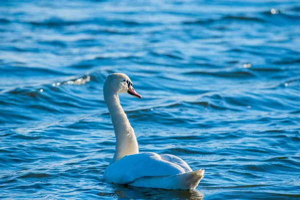 Vit Ensamsvan Simmar Havet Fotograferad Närbild — Stockfoto