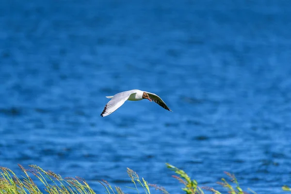 Uma Gaivota Voando Sobre Lago — Fotografia de Stock