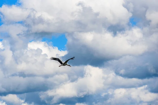 Cigüeña Vuela Sobre Fondo Las Nubes — Foto de Stock