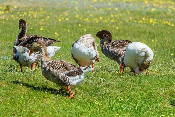 走在草地上的鸭子 — 图库照片