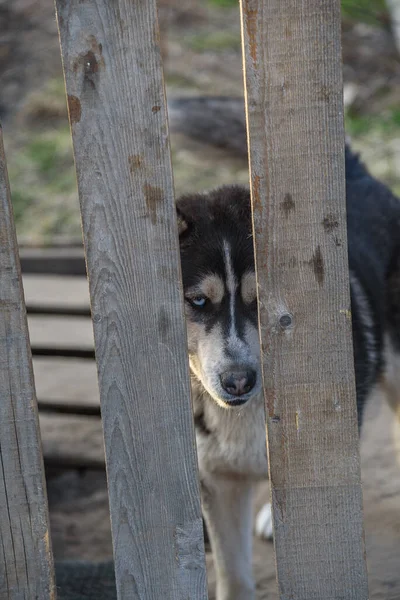 Cão Campo Atrás Uma Cerca Madeira — Fotografia de Stock