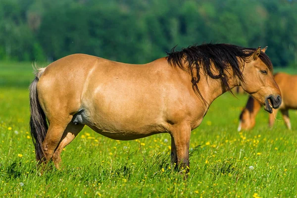 Ensam Häst Betar Fältet — Stockfoto
