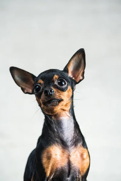 Portrait Jouet Terrier Studio Sur Fond Gris — Photo