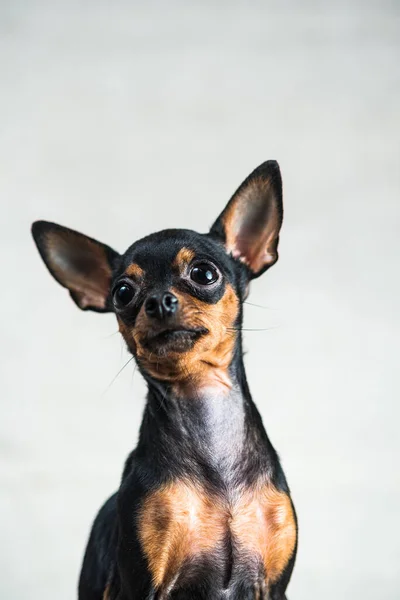 Retrato Terrier Juguete Estudio Sobre Fondo Gris —  Fotos de Stock