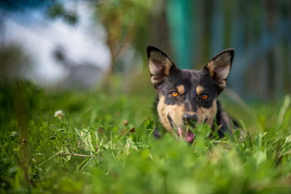 Πορτρέτο Ενός Σκύλου Στο Γρασίδι Στο Δάσος — Φωτογραφία Αρχείου