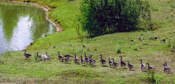 Entenfamilie Spaziert Auf Dem Gras Zum Teich — Stockfoto