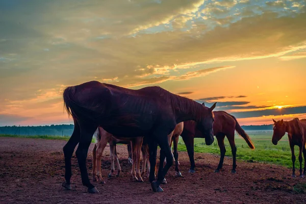 Pferde Auf Dem Feld Grasen Morgengrauen — Stockfoto