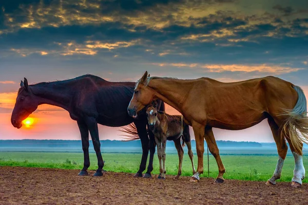 Cavalos Pastam Amanhecer — Fotografia de Stock