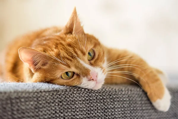 Gatto Rosso Sdraiato Sul Divano — Foto Stock