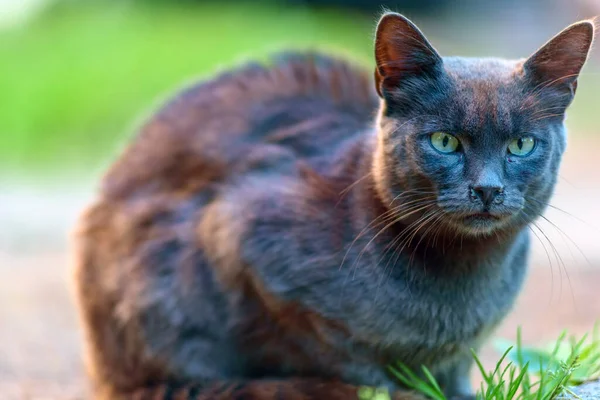 Gato Errante Gris Sentado Afuera Mirando Distancia — Foto de Stock