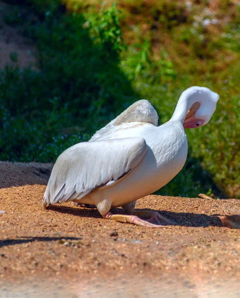 Vista Plumas Limpieza Cigüeñas — Foto de Stock