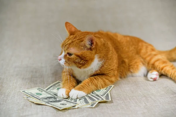 在接近美元的灰色背景下的红猫 — 图库照片