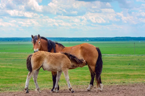 Uitzicht Paarden Het Veld Voeden Een Weiland — Stockfoto