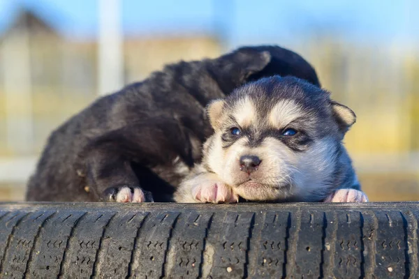 Portret Van Twee Puppy — Stockfoto