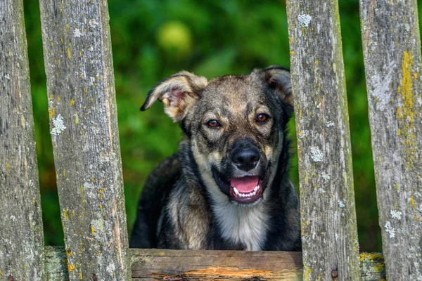 Rustic dog behind a fence