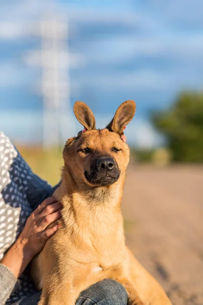 Portrait Red Dog Arms Girl — Stock Photo, Image