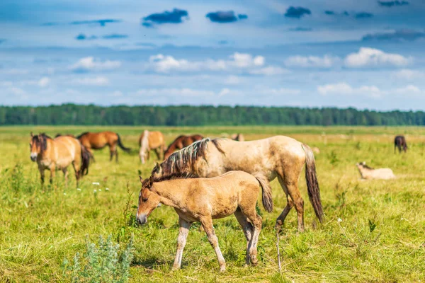 Hästar Som Betar Fältet — Stockfoto