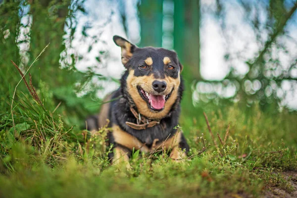 Bir Bekçi Köpeği Çimenlerde Dinleniyor Fotoğraflı Yakın Plan — Stok fotoğraf
