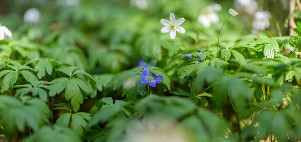 Flores Silvestres Floresta Close — Fotografia de Stock