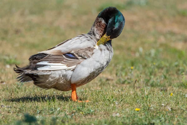 Domestic duck on the field in summer cleans feathers.