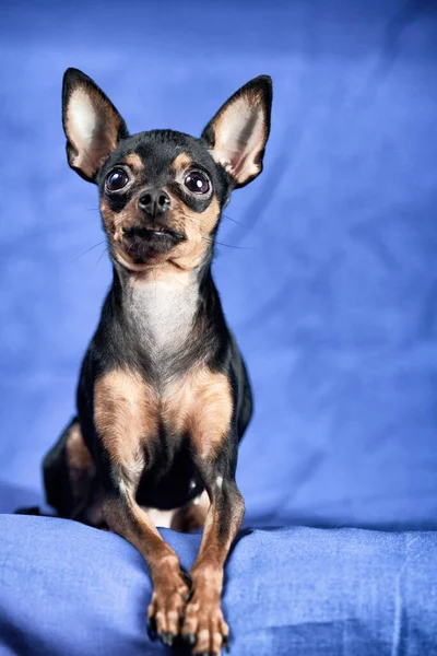 Toy Terrier Estudio Fotográfico Sobre Fondo Azul —  Fotos de Stock