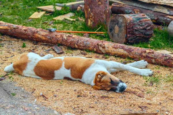 Big White Alabai Beige Spots Lying Yard — Stock Photo, Image