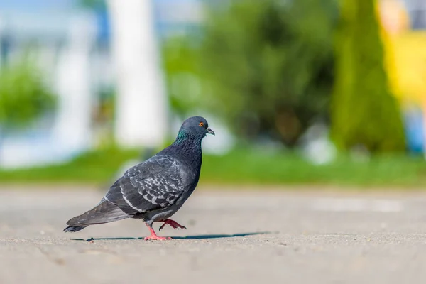 Portrait Lonely Pigeon Square Strongly Blurred Background — Stock Photo, Image