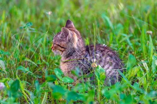 美しい灰色の子猫が草の中に座って — ストック写真