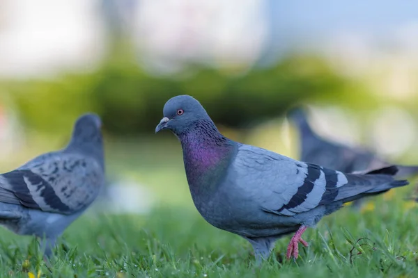 Beautiful Pigeons Grass Summer Park — Stock Photo, Image